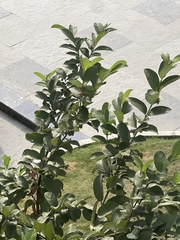 Psidium guajava