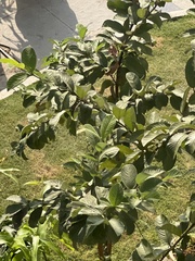 Psidium guajava