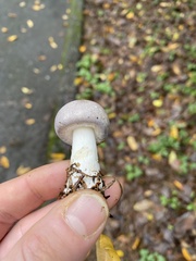 Agaricus deardorffensis