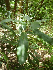 Macadamia integrifolia