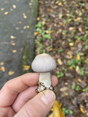Agaricus deardorffensis