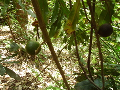 Macadamia integrifolia