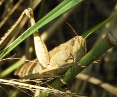 Schistocerca camerata