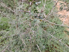 Dichrostachys cinerea