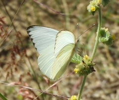 Ascia monuste monuste