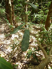 Macadamia integrifolia