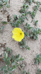 Oenothera drummondii