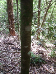 Macadamia integrifolia