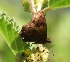 Nisoniades rubescens