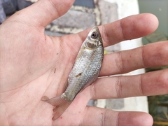Carassius auratus