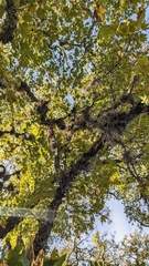 Acer grandidentatum