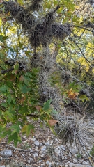 Acer grandidentatum