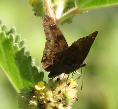 Nisoniades rubescens