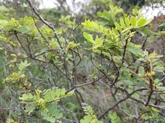 Senna auriculata