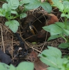 Chondropyga dorsalis