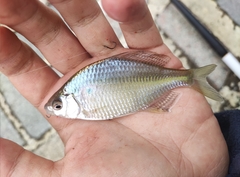 Acheilognathus macropterus