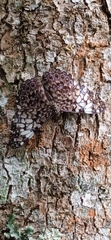 Hamadryas fornax