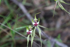 Caladenia atrovespa