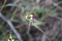 Caladenia atrovespa