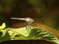 Brachydiplax denticauda