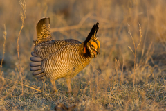 Tympanuchus pallidicinctus