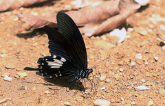 Papilio nephelus