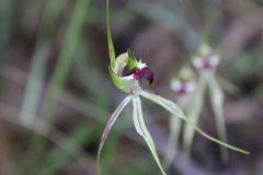 Caladenia atrovespa