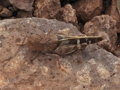 Leprus intermedius