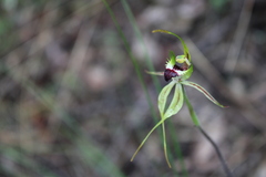 Caladenia atrovespa