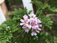 Pelargonium citronellum