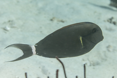 Acanthurus nigricauda