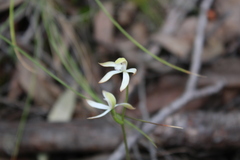 Caladenia ustulata