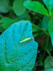 Catantopinae
