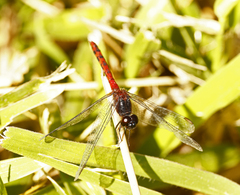 Diplacodes melanopsis
