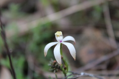 Caladenia ustulata