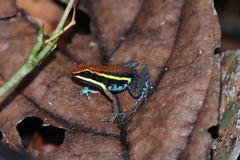 Ameerega cainarachi