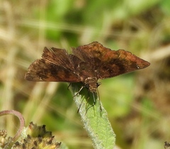 Nisoniades rubescens