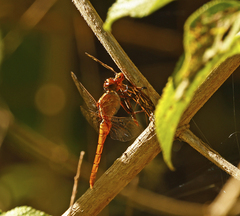 Rhodothemis lieftincki