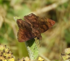 Nisoniades rubescens