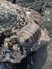 Chitonoidea