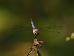 Brachydiplax denticauda