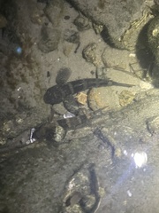 Bathygobius soporator