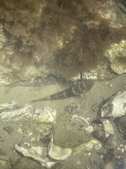 Bathygobius soporator