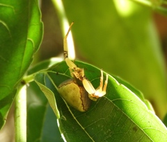 Misumenoides