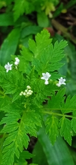 Valeriana chaerophylloides