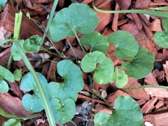 Dichondra repens