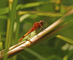 Rhodothemis lieftincki