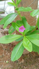Talinum fruticosum