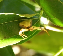Misumenoides