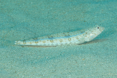 Synodus dermatogenys